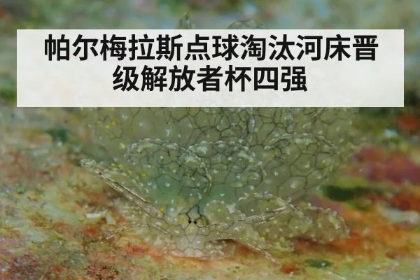 帕尔梅拉斯点球淘汰河床晋级解放者杯四强