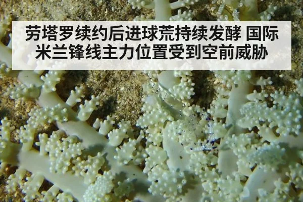 劳塔罗续约后进球荒持续发酵 国际米兰锋线主力位置受到空前威胁
